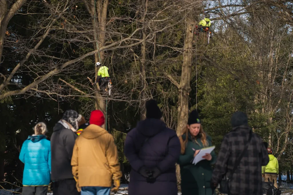 Community members intently watching the arborists' tree climbing technique and pruning Community members excitedly watch the oak pruning and arborists’ tree climbing technique