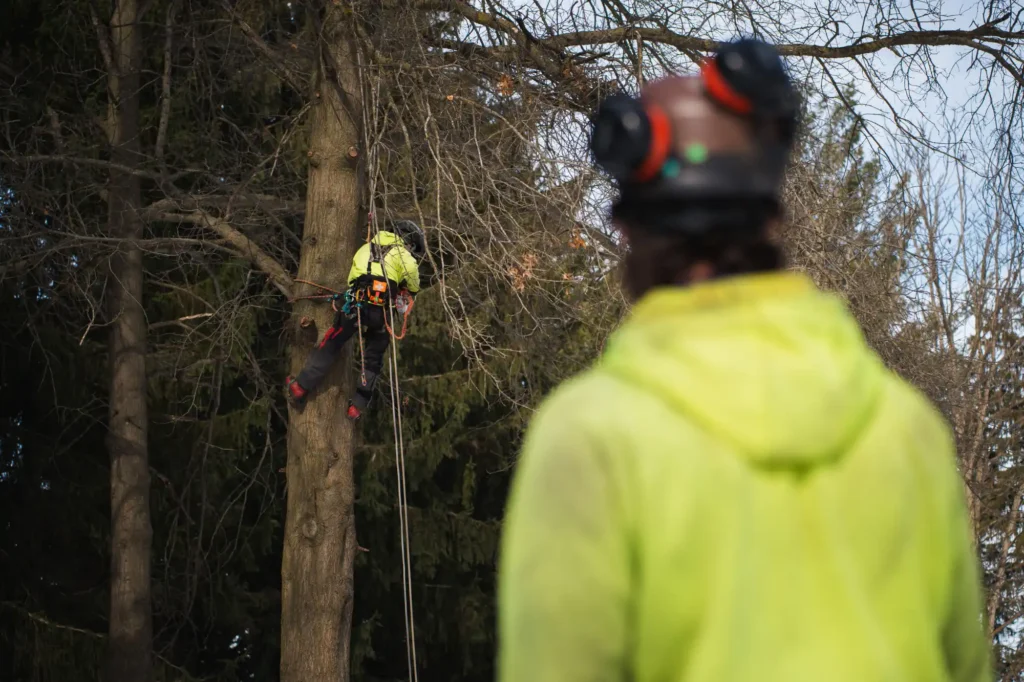 Arborist watching another arborist trim branches in a pin oak tree
